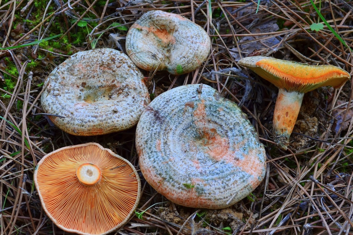 Lactarius semisanguifluus: el níscalo de látex rojo sangre