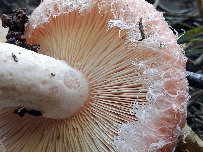 Lactarius torminosus o falso níscalo, con el sombrero rosado y zonado
