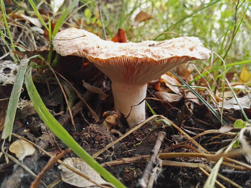 Lactarius torminosus: el falso níscalo y su toxicidad