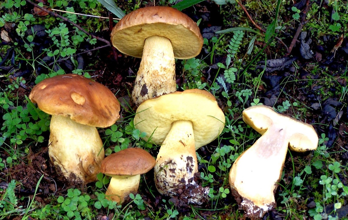 Ejemplares de Leccinum lepidum recolectados, mostrando los poros amarillos y el pie con escamillas