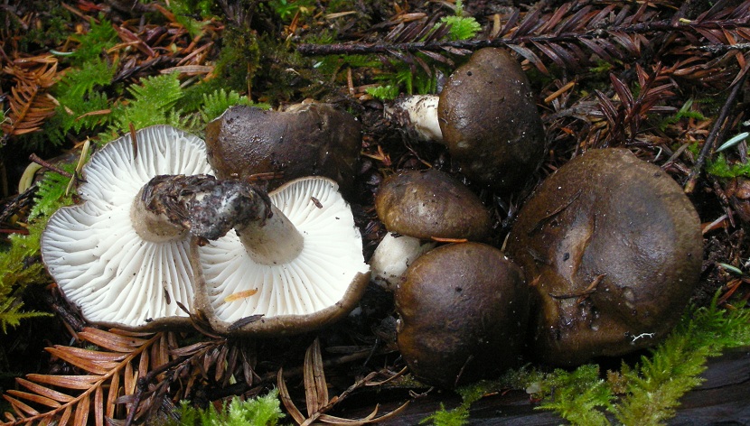 Marzuelos desarrollados con el sombrero gris y las láminas cerosas