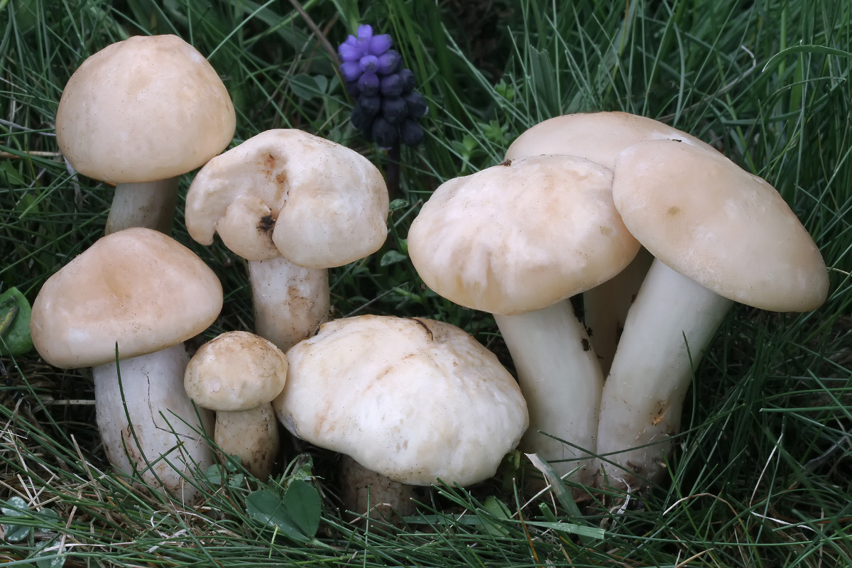 Perrechicos o Calocybe gambosa creciendo en un pasto de primavera