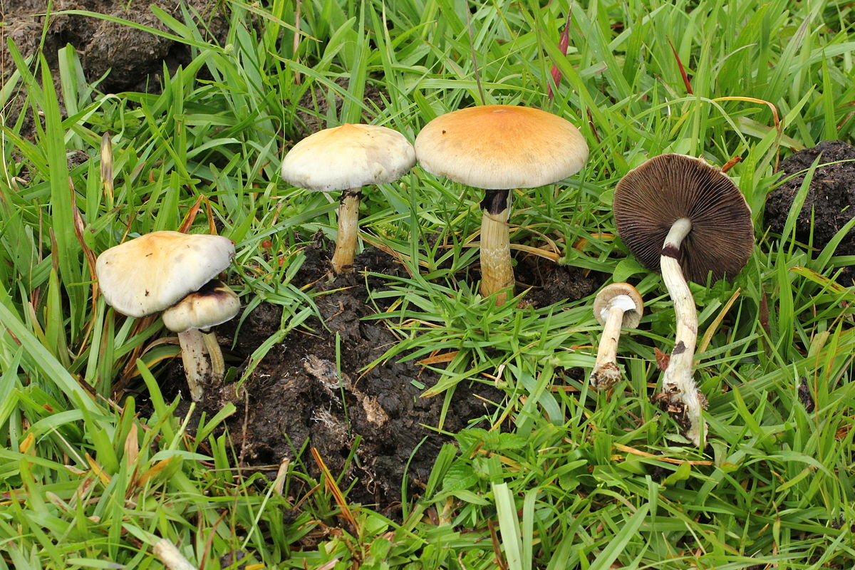 Psilocybe cubensis: qué es, dónde vive y qué dice la ley