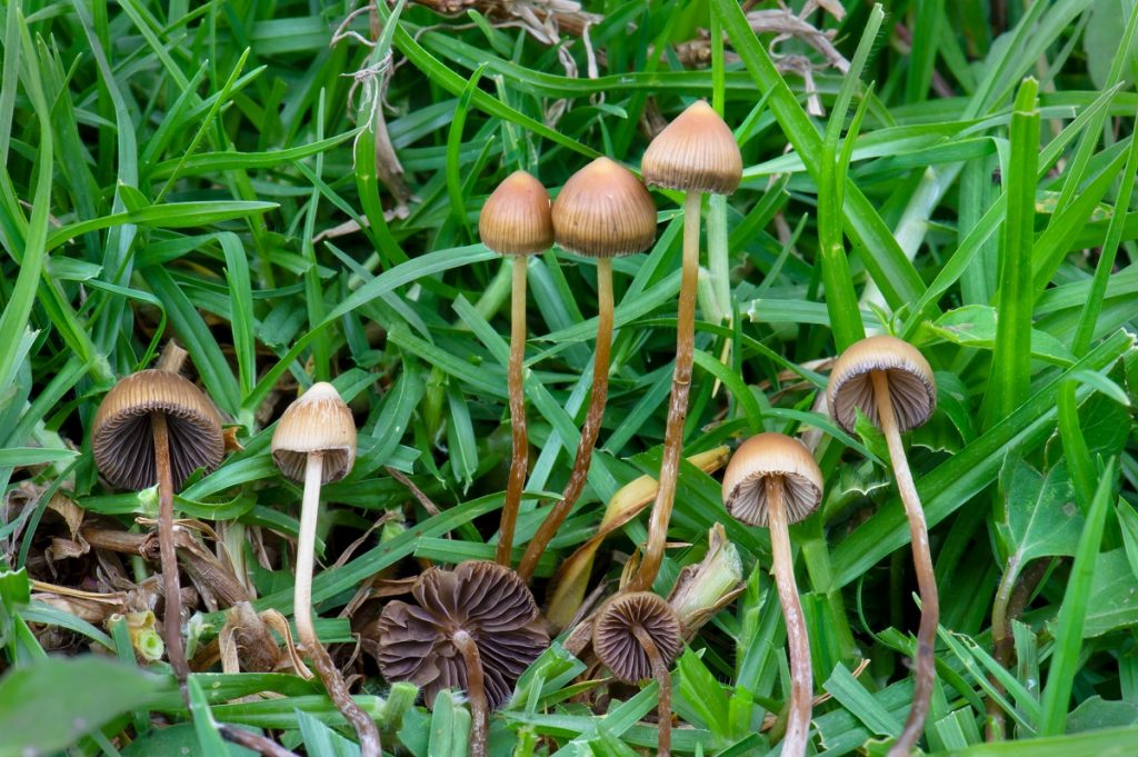 Psilocybe mexicana, seta pequeña de sombrero cónico con mamelón agudo