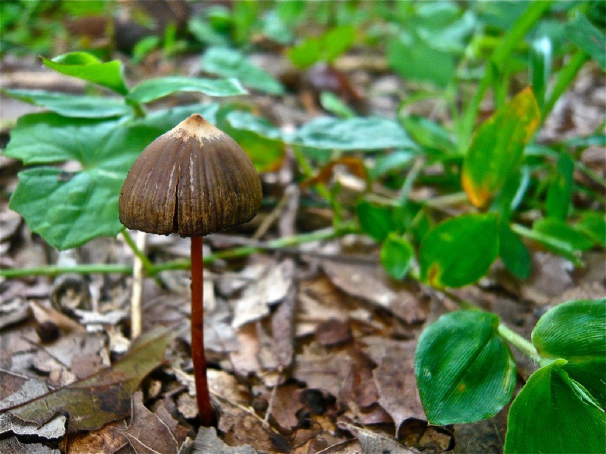 Psilocybe mexicana: historia, descripción y marco legal