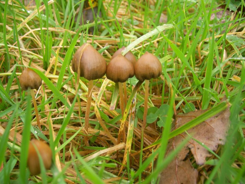 Psilocybe semilanceata en pastizal de montaña