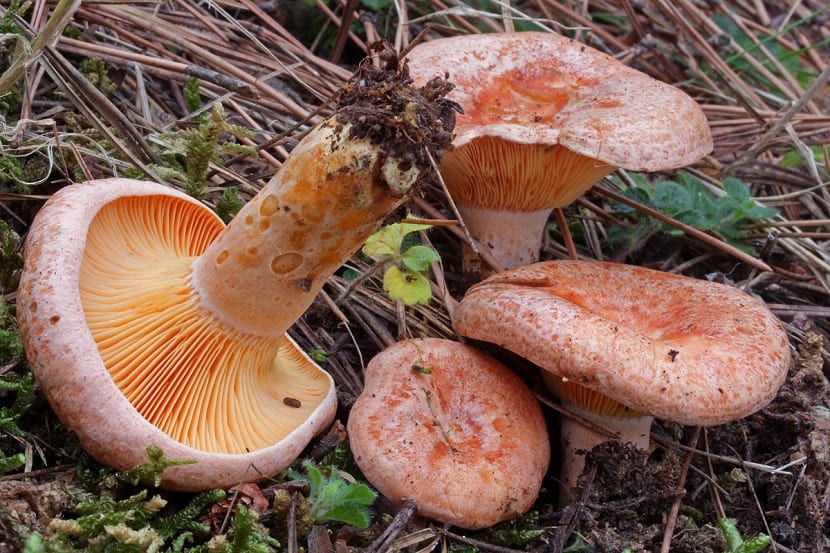 Rebollones o Lactarius deliciosus en el suelo de un pinar