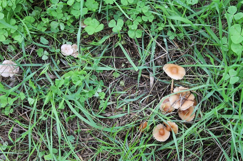 Corro de senderuelas creciendo en línea sobre el césped