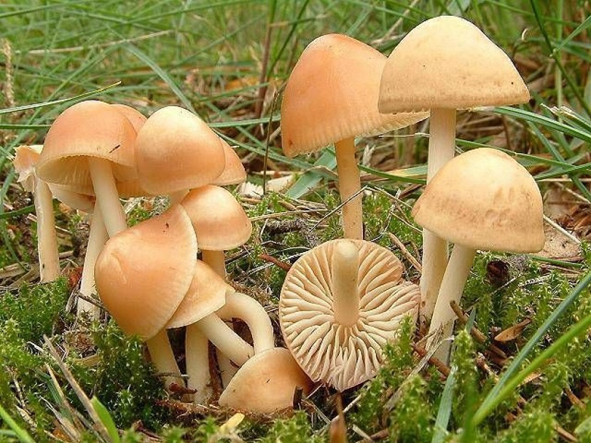 Senderuelas: corros de brujas, marcescencia y confusiones