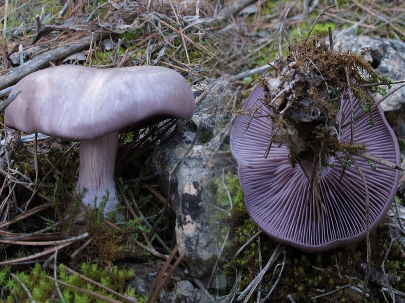 Seta pie azul (Clitocybe nuda o Lepista nuda)