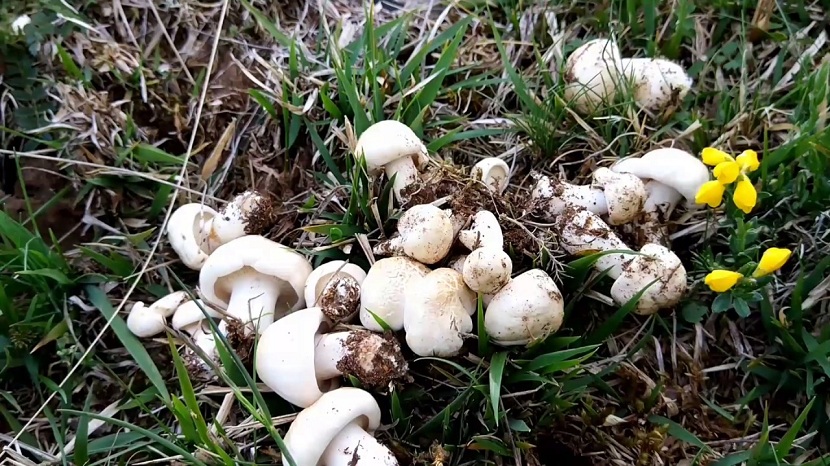 Setas de primavera: especies y riesgos de la estación