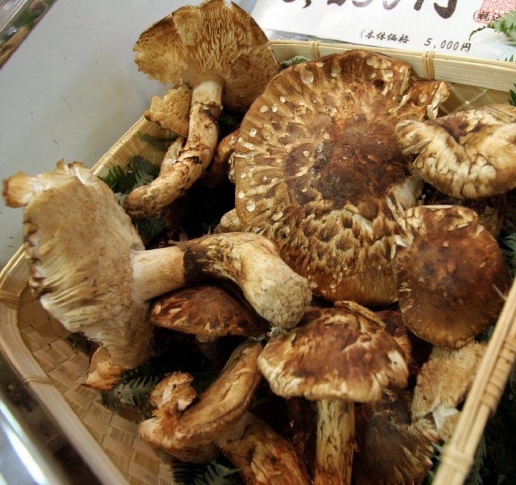 Matsutake, Tricholoma matsutake, seta ectomicorrícica de pinar