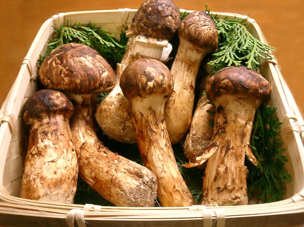 Variedades de setas japonesas de cultivo