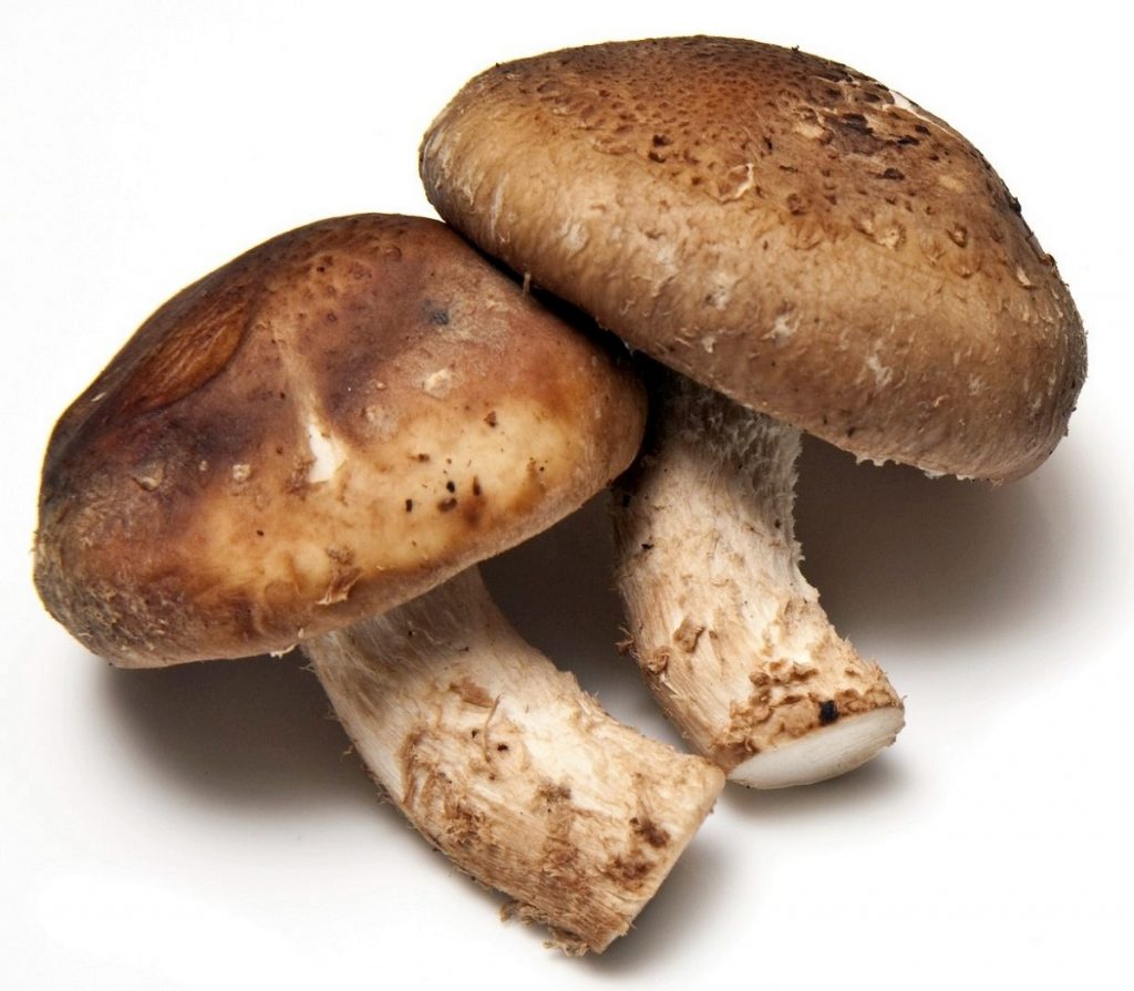 Setas shiitake cultivadas
