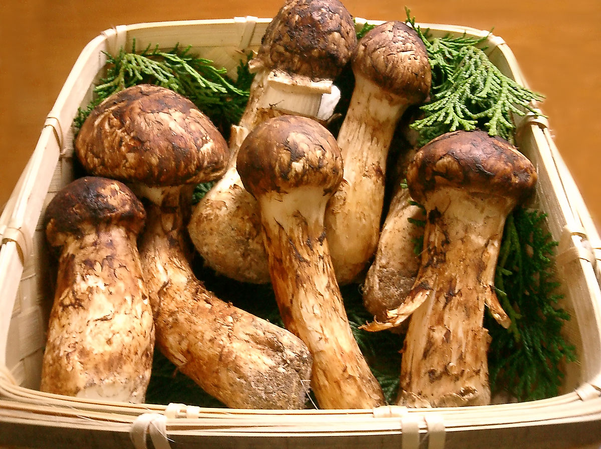 Setas japonesas: shiitake, enoki, shimeji, maitake y eryngii