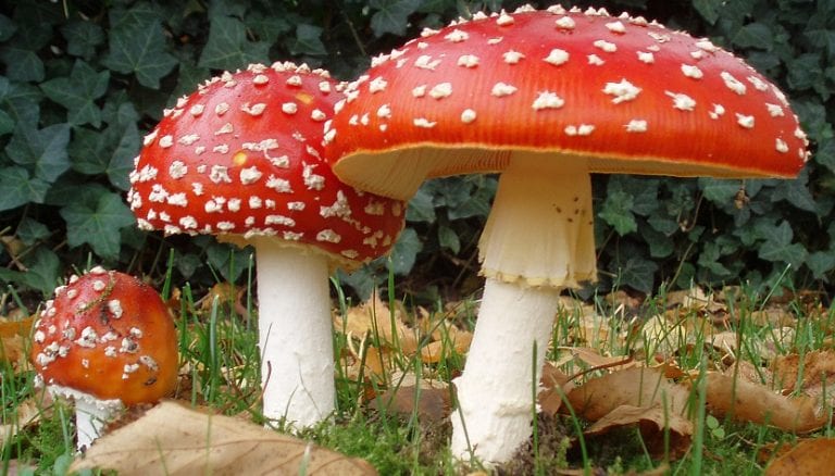 Setas venenosas en el bosque