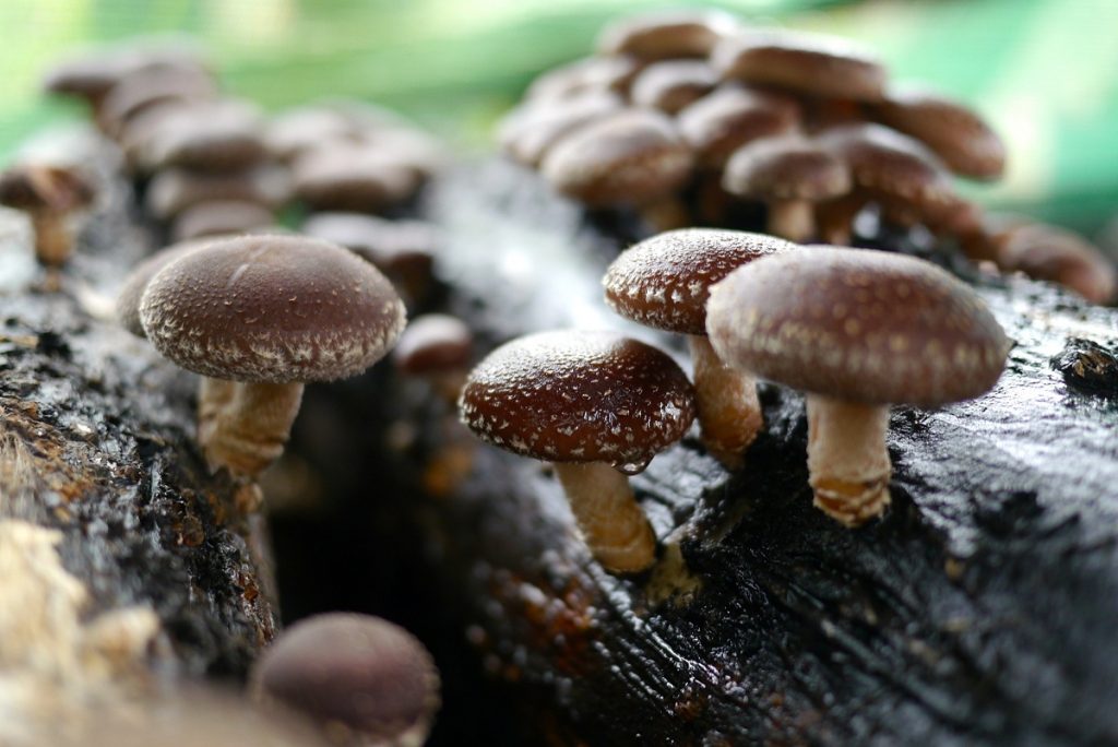 Lentinula edodes, shiitake, con el sombrero pardo agrietado