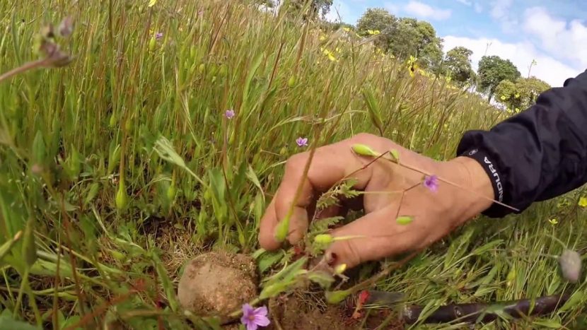 Búsqueda de criadillas de tierra en un arenal