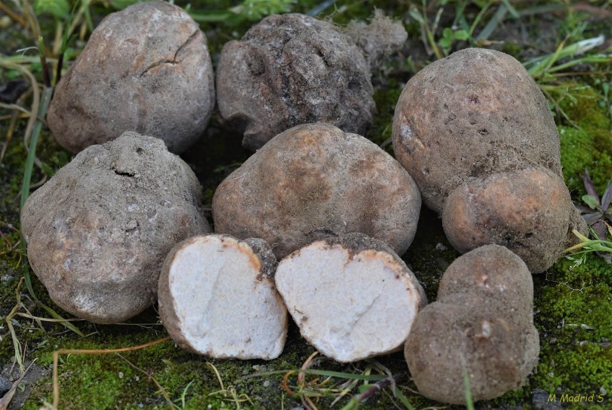 Terfezia arenaria: la turma de arenal, ecología y cultivo