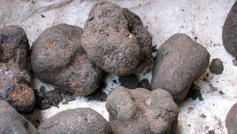 Micorriza entre Terfezia claveryi y la raíz de la jarilla