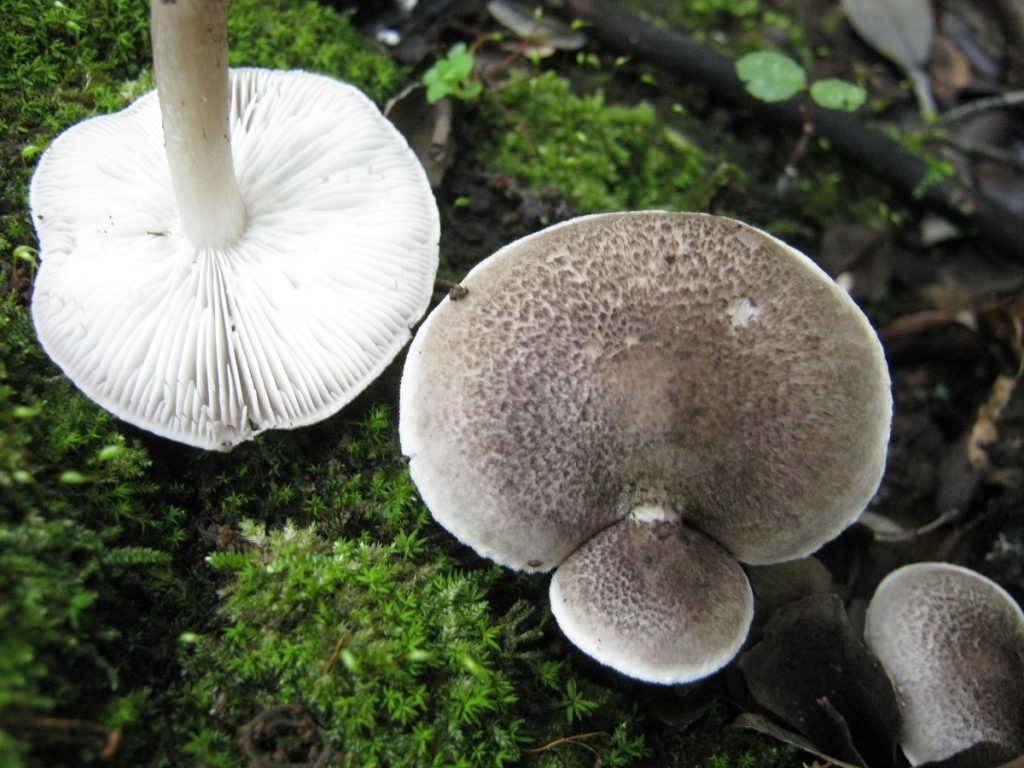 Sombrero de Tricholoma atrosquamosum cubierto de escamillas oscuras