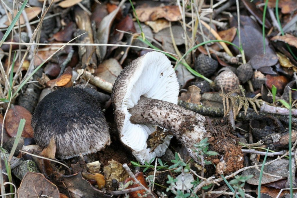 Detalle de las características del Tricholoma atrosquamosum