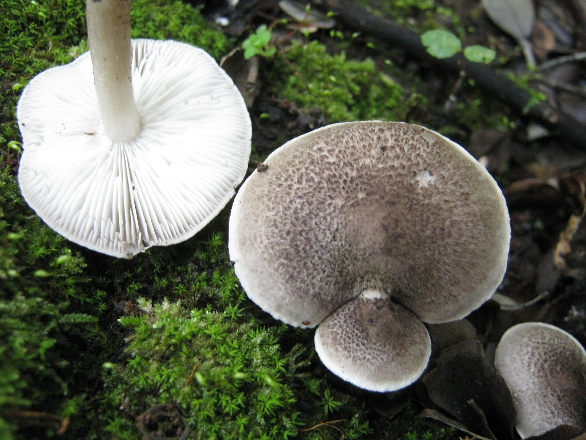 Tricholoma atrosquamosum: escamas negras y olor a pimienta