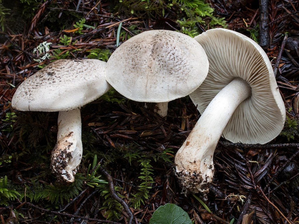 Detalle del moteado concéntrico del sombrero de Tricholoma pardinum