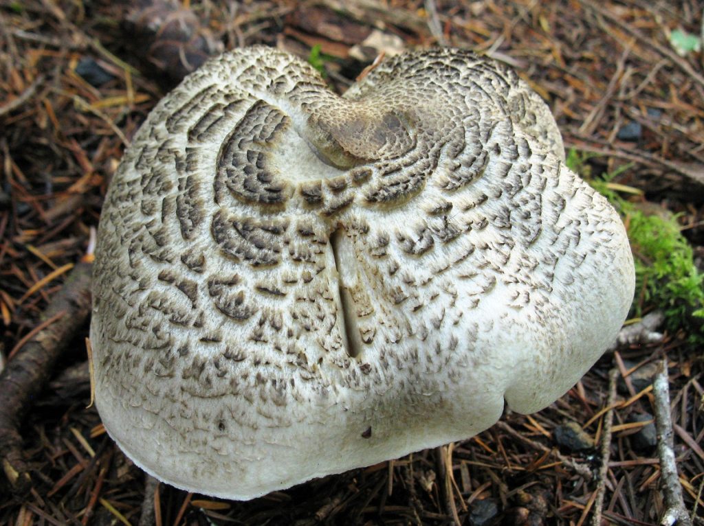Tricholoma pardinum con el sombrero gris cubierto de escamas fibrilosas
