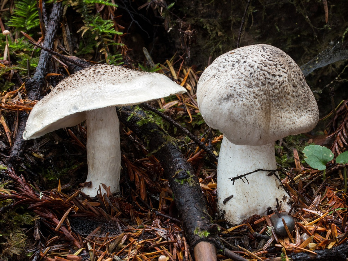 Tricholoma pardinum: el tricoloma tigrado y su toxicidad