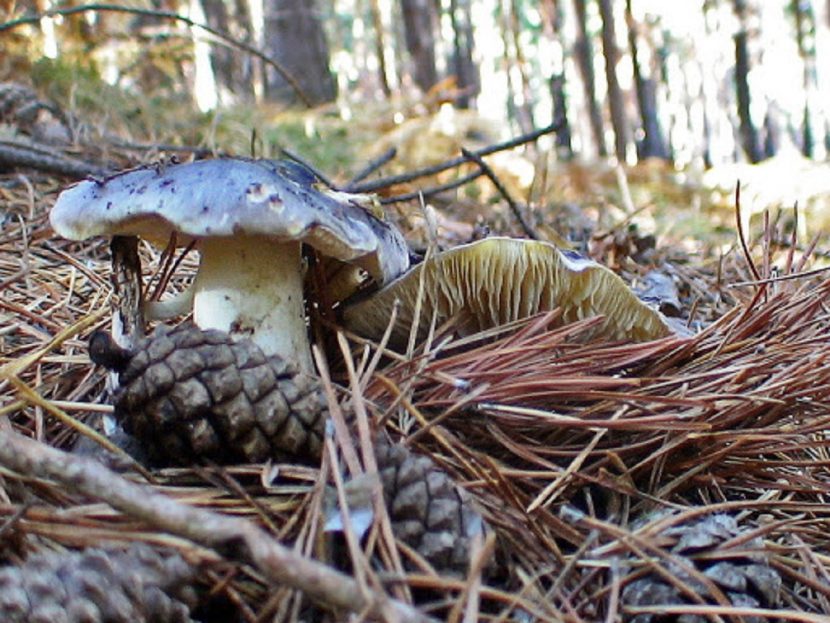 Tricholoma portentosum, la capuchina, con el sombrero gris de fibrillas radiales