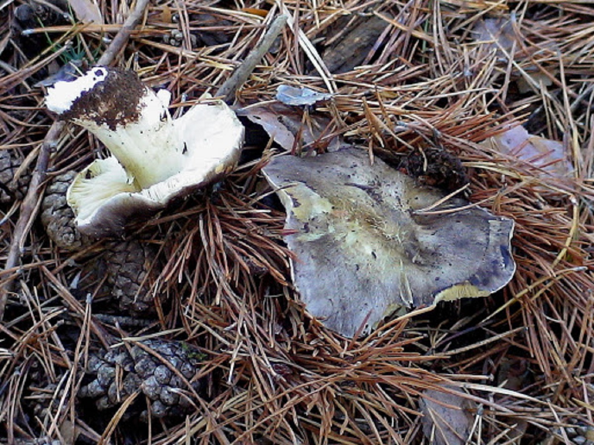 Tricholoma portentosum: la capuchina de las primeras heladas