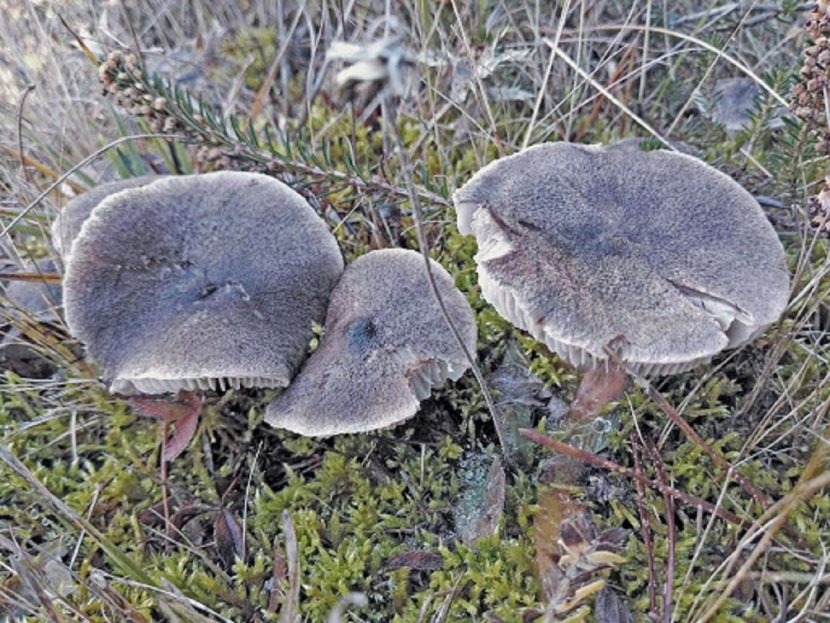 Tricholoma terreum, la negrilla, con el sombrero gris fibriloso