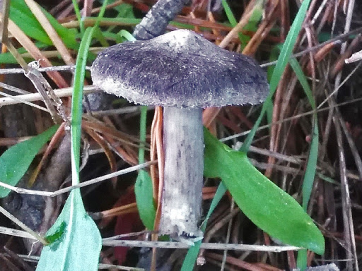 Tricholoma terreum: la negrilla del pinar y sus confusiones