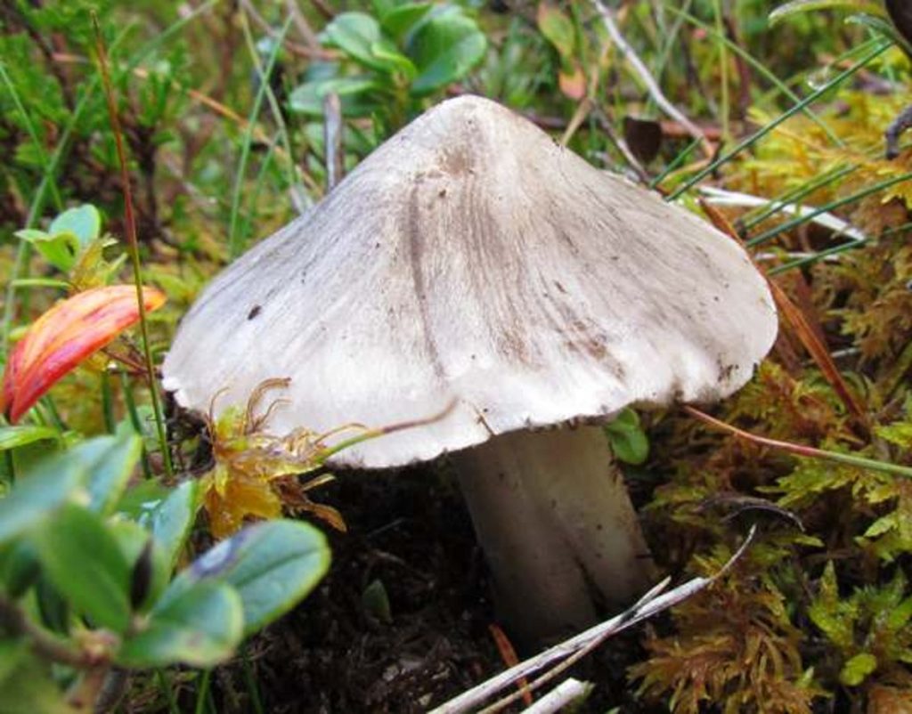 Sombrero puntiagudo de Tricholoma virgatum con fibrillas radiales