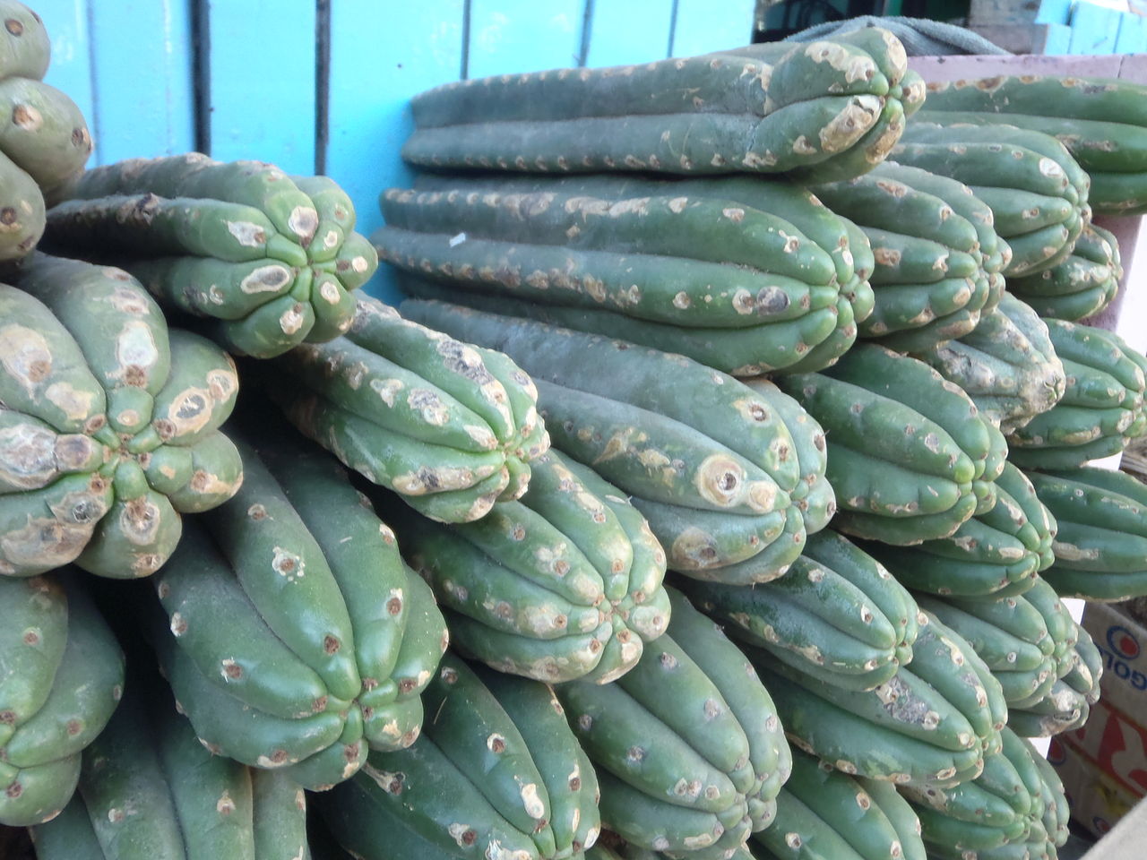 Echinopsis Pachanoi
