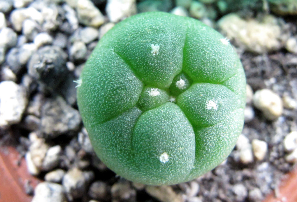 Lophophora williamsii photo