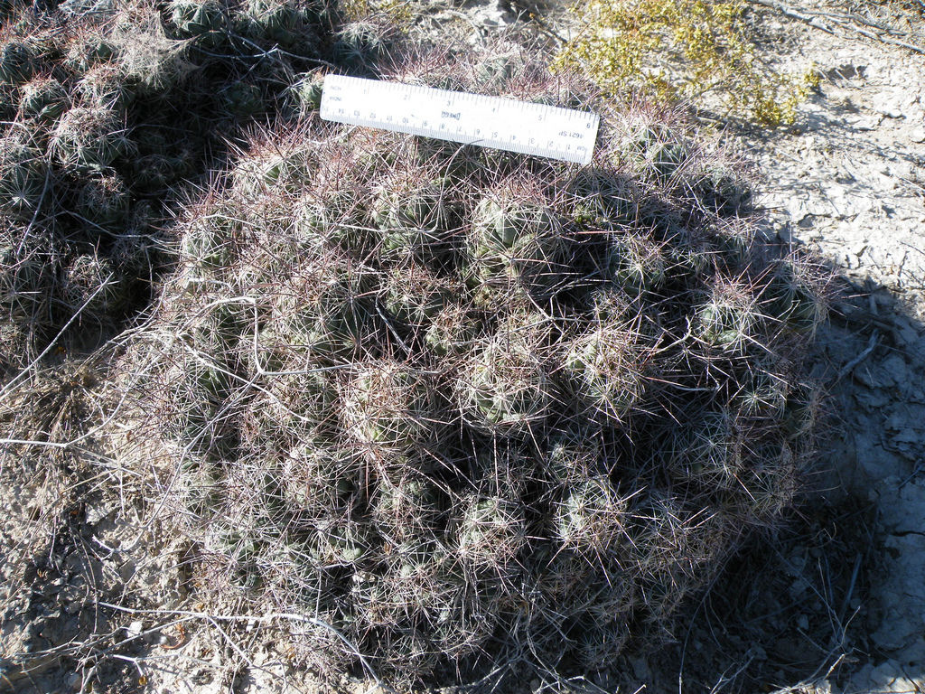 Coryphantha macromeris photo