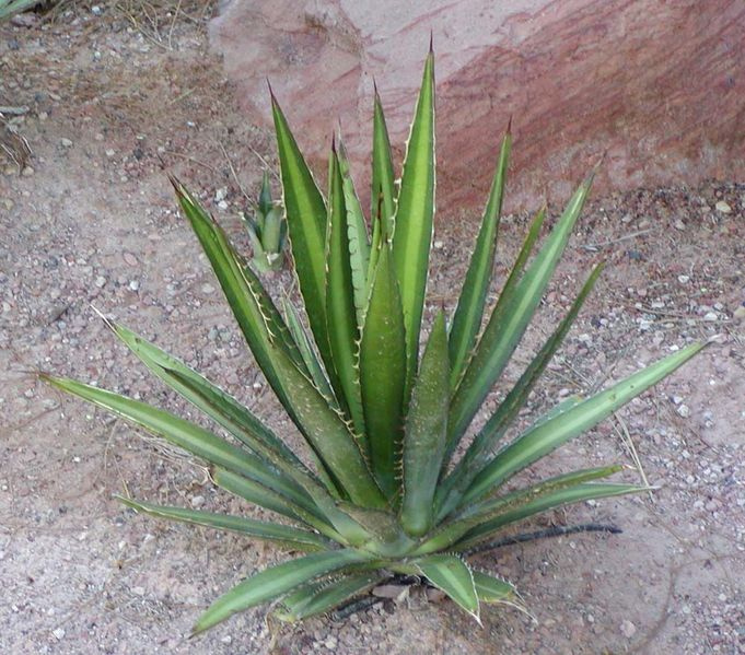 Agave lechuguilla – Una pequeña planta con larga historia