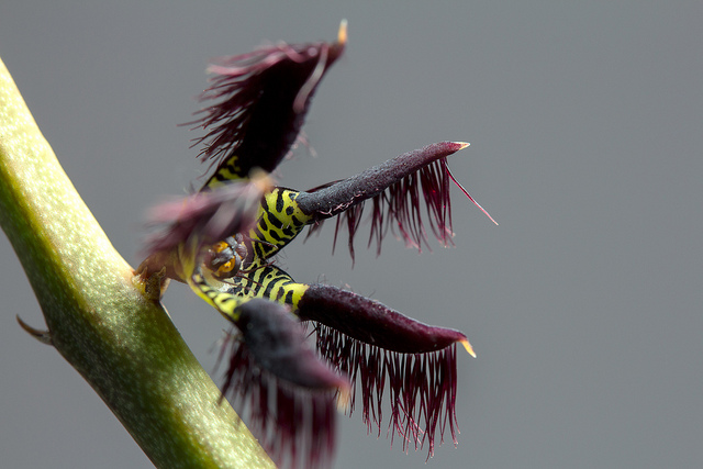 Caralluma adscendens