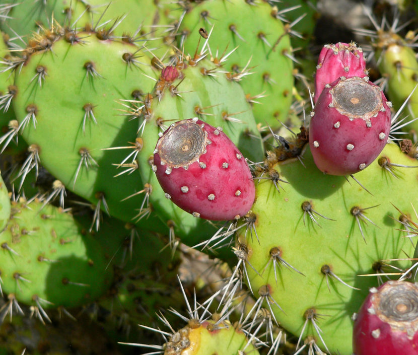 Opuntia littoralis var vaseyi