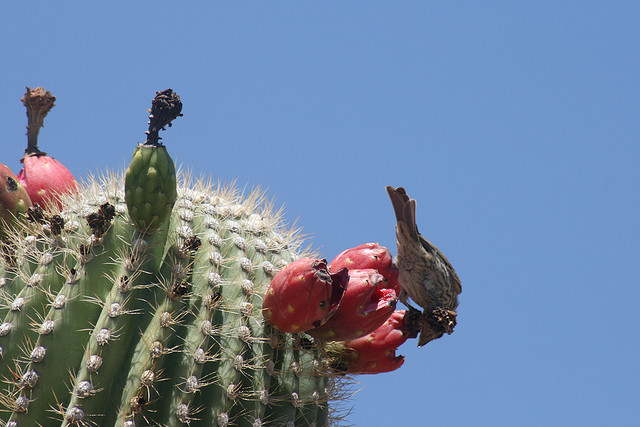 Frutas Saguaro