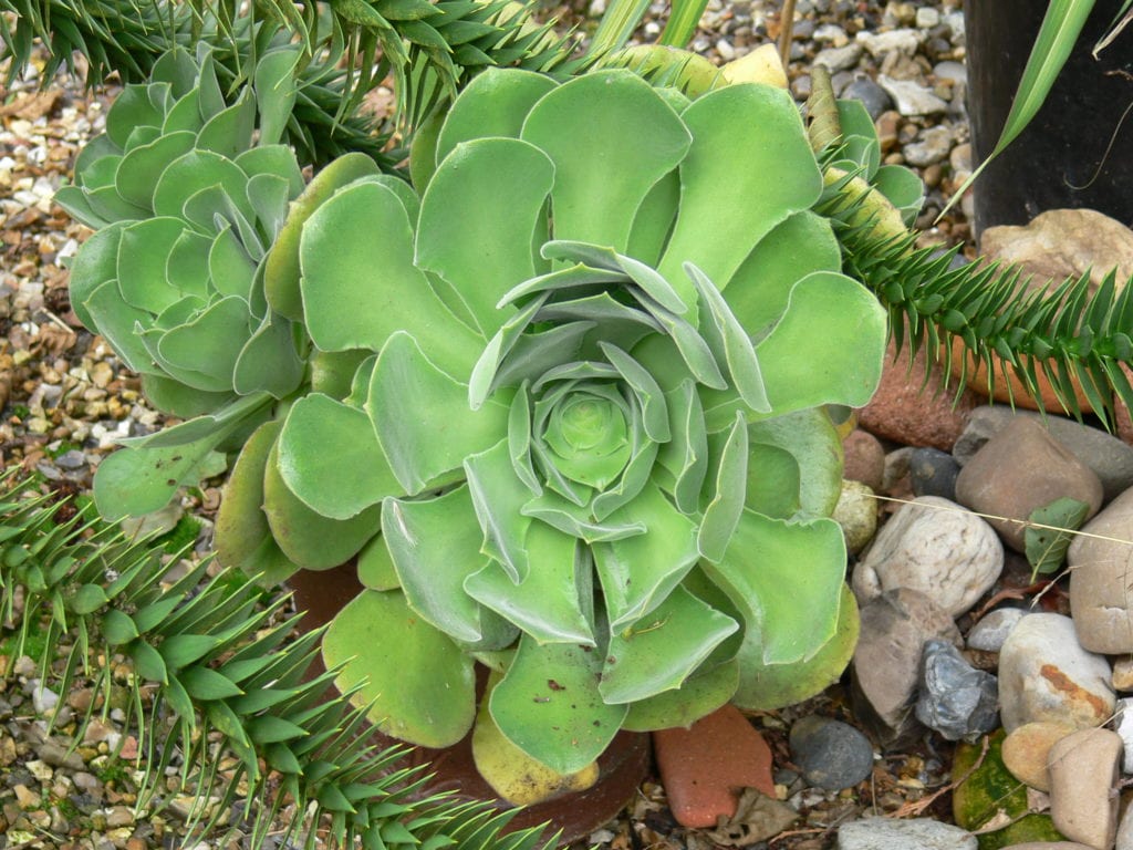 Aeonium canariense: cuidados, riego y multiplicación