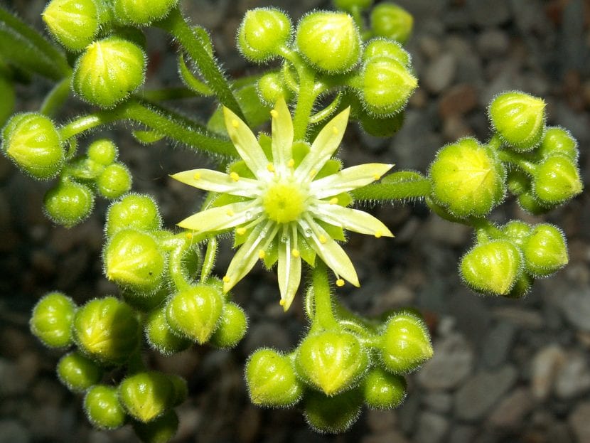 Inflorescencia piramidal de flores amarillas de Aeonium tabuliforme