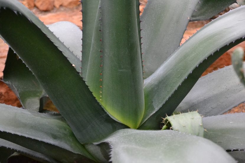 Hojas glaucas y dentadas de Agave tequilana