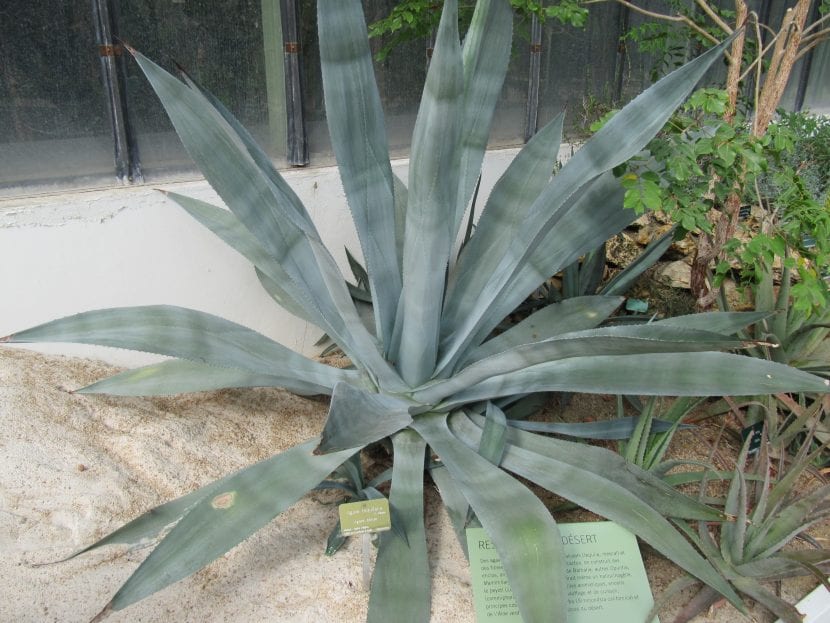 Plantación de Agave tequilana en cultivo