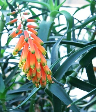 Inflorescencia tubular roja y amarilla de Aloe ciliaris