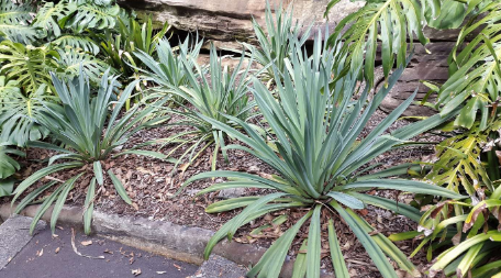 Beschorneria – Información y Guía de cultivo