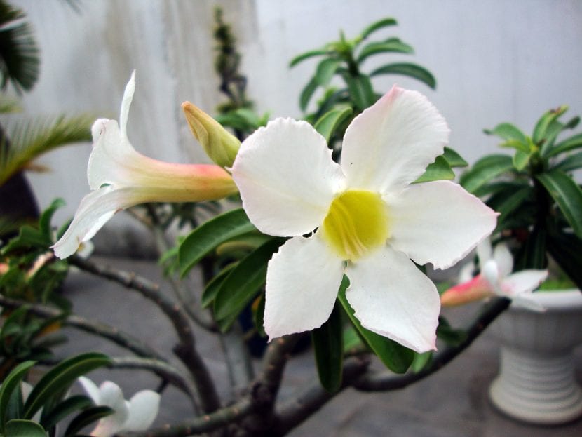 Flor blanca de Adenium obesum abierta en primavera