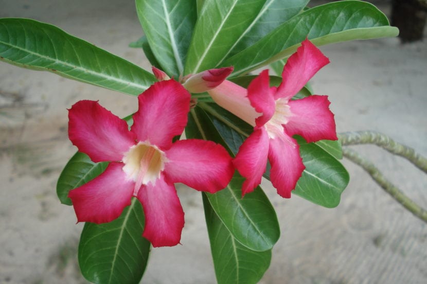 Ejemplar de Adenium obesum con el caudex engrosado y flores rosas